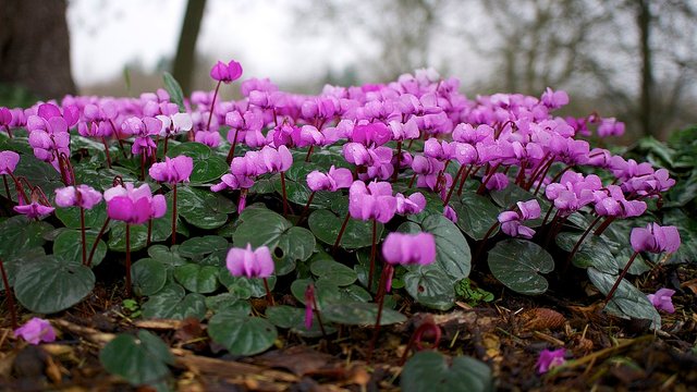 1200px-Cyclamen_(8457919409).jpg