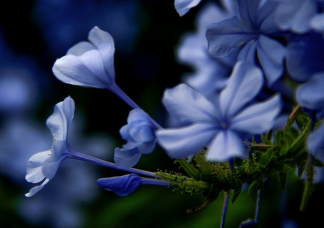 Jazmín del Cielo - Jasmine from the Sky | Colección Flores — Steemit