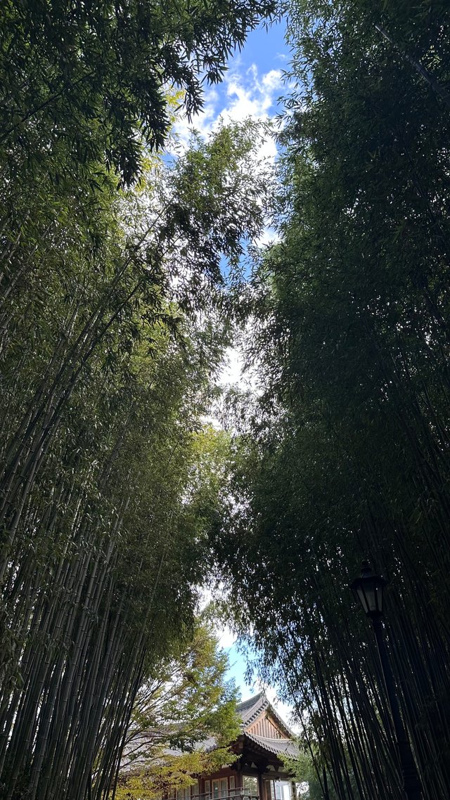 IMG_8375.jpeg