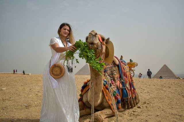 Feeding Camel.jpg
