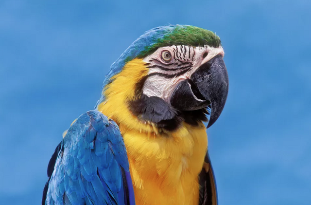 Blue and gold macaw.png