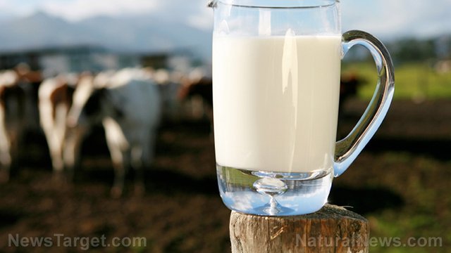 Raw-Milk-Pitcher-Cows.jpg