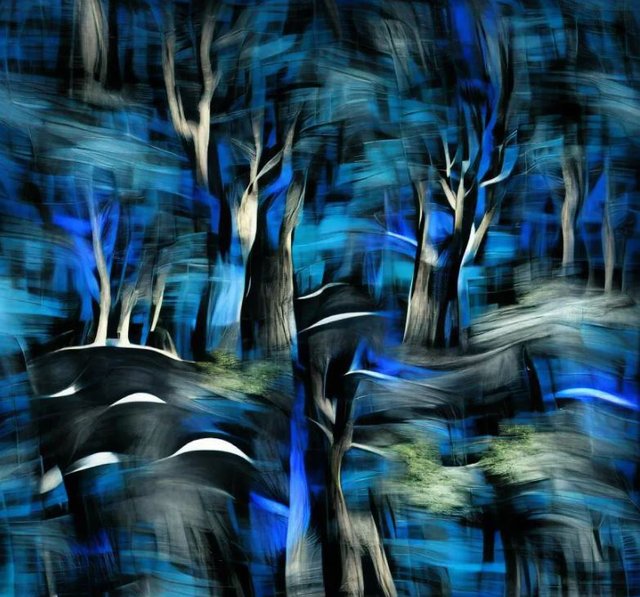 forest at night.JPG