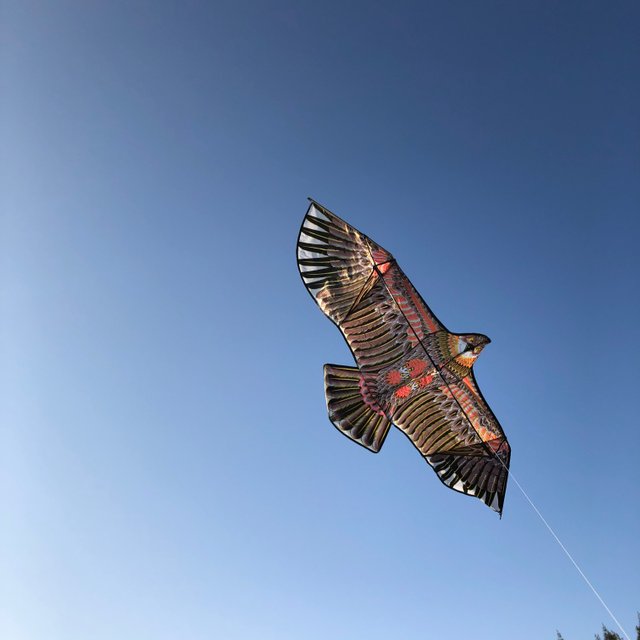kite-2.jpg