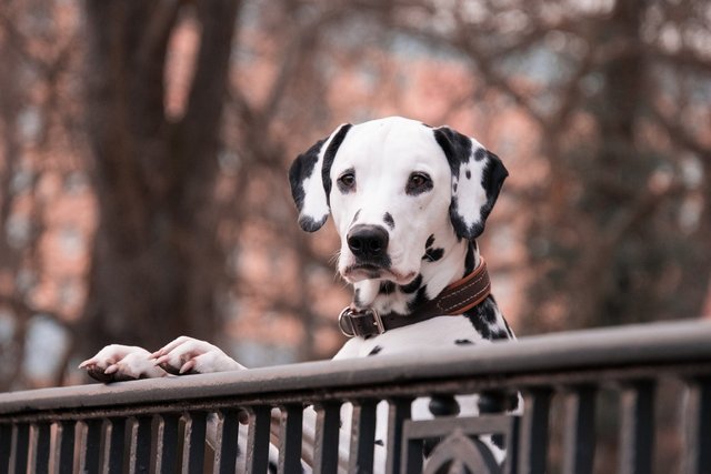 dalmatians-3210166_1280.jpg