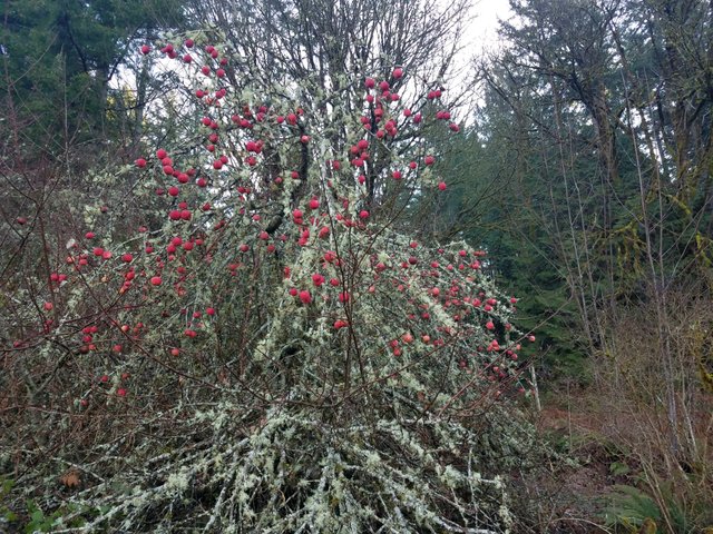 Apple tree