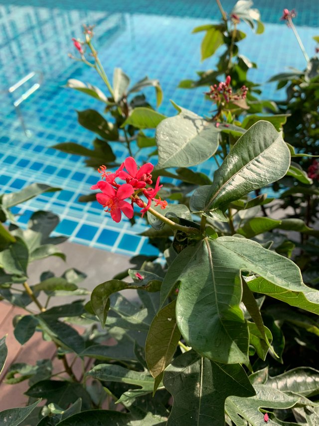 condominium’s swimming pool30.jpg