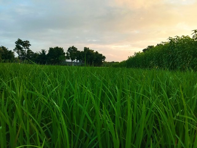IMG_20250627_083743.jpg