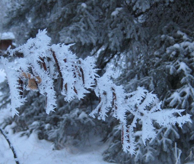 crystal of hoar frost on carragana branch with seed pods.JPG