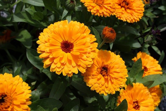 calendula-3448949_640.jpg