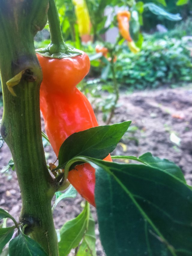 Red pepper2.jpg