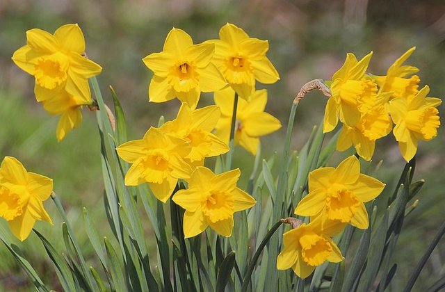 narcissus-pseudonarcissus-2225201__480.jpg