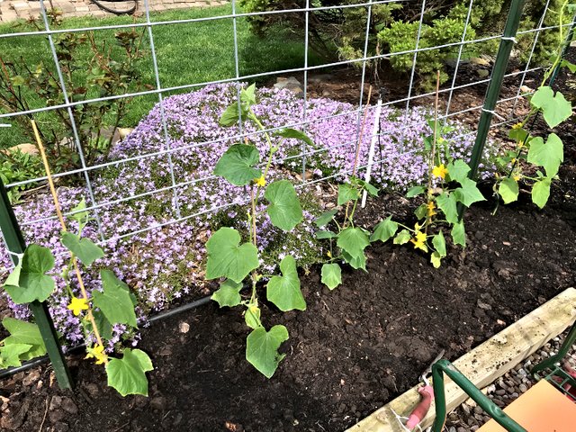 a cucumber bed.jpg