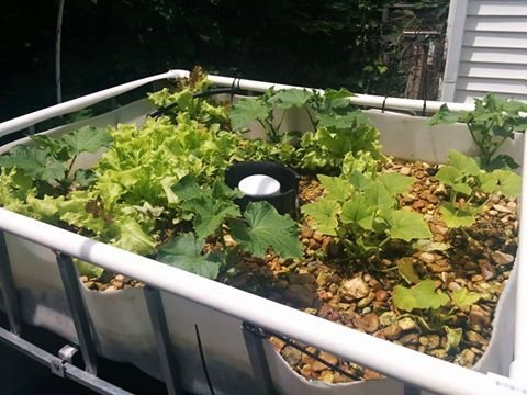 DIYAquaponics_zpshzqfx4rs.jpg