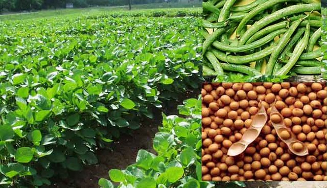 Soya-beans-steps-1.jpg