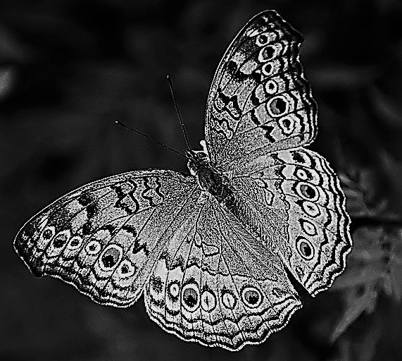 fluture marius.jpg
