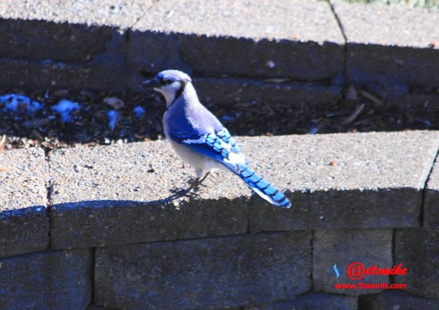 Blue Jay PFW58.jpg