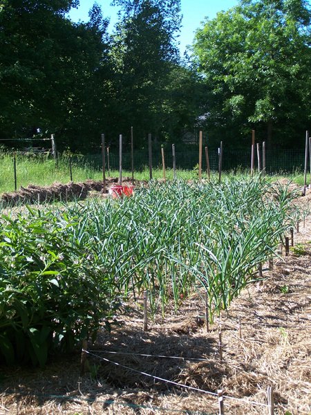 Big garden - garlic crop June 2018.jpg