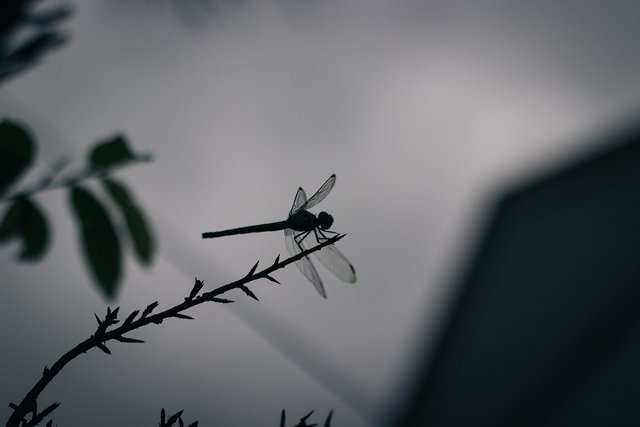 dragonfly-7102558_1280.jpg