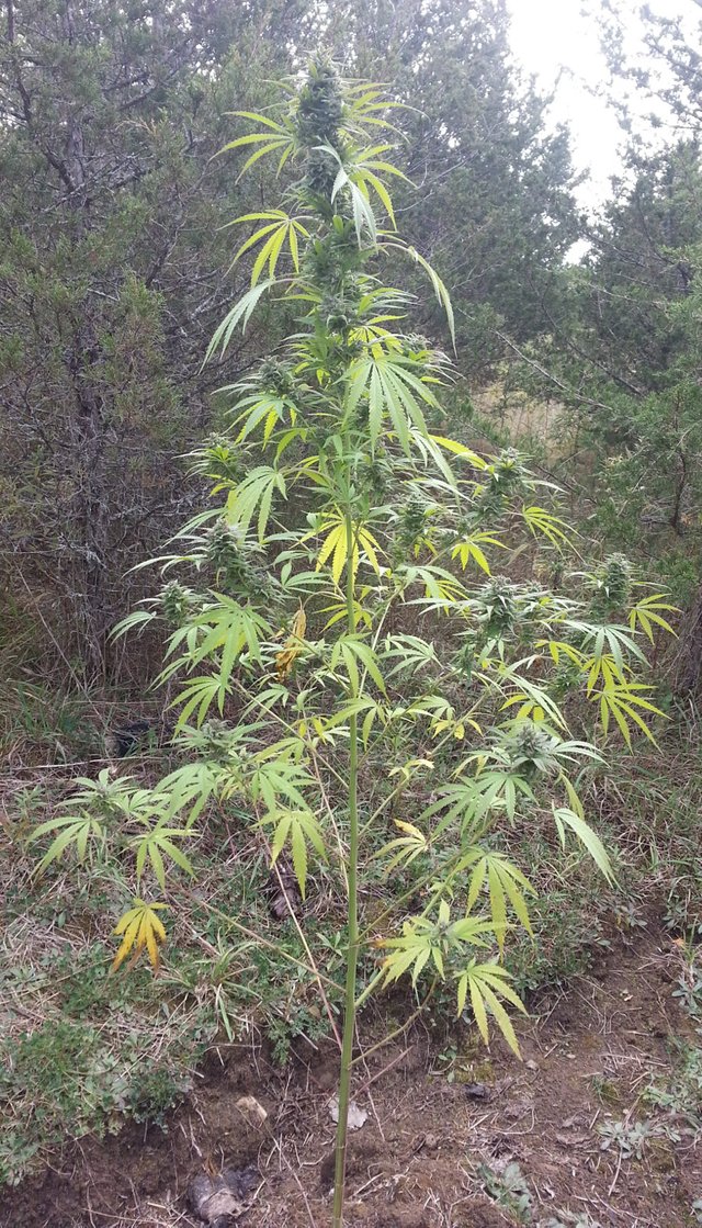 citrus_skunk_budstart3_full_plant900.jpg