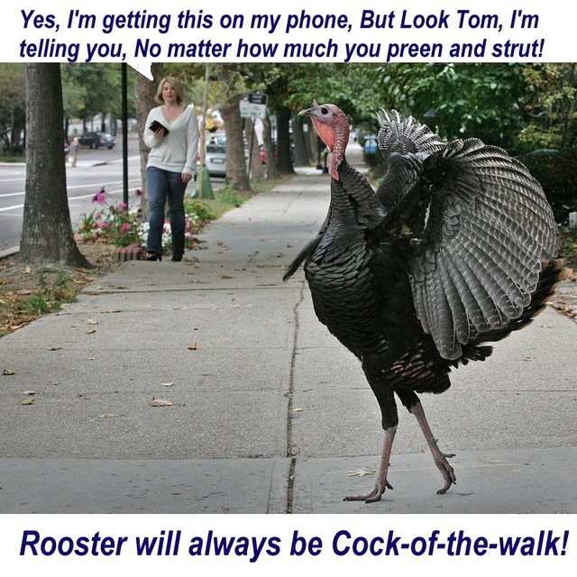 turkey_chicken_envy.jpg