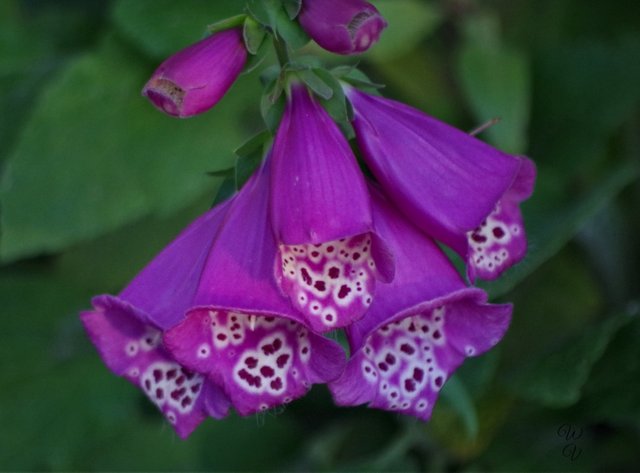 f 3 foxglove.jpg