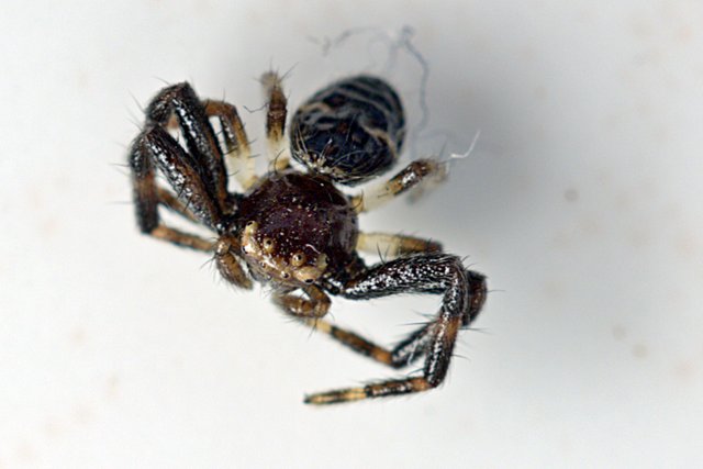 Spider-MacroPhoto_NeronTAX.jpg