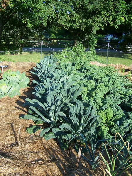 Big garden - kale crop July 2018.jpg