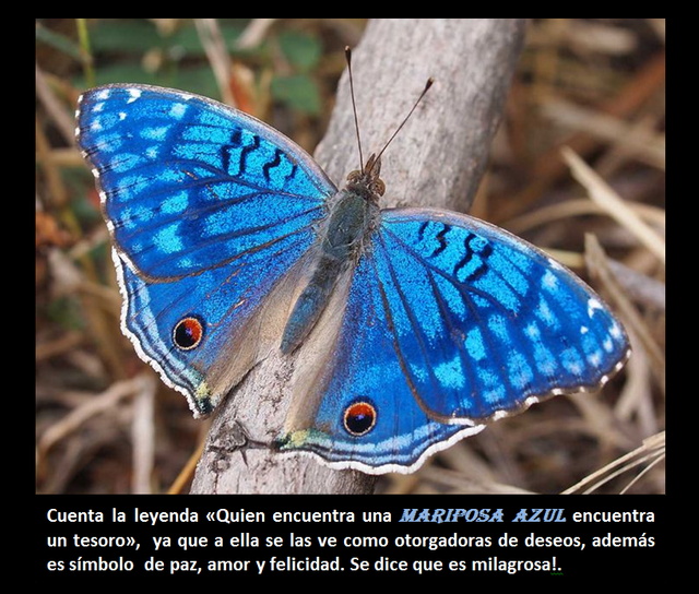 mariposa azul.png