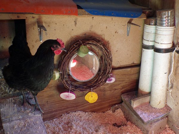 Chicken toys - Australorp and grapevine crop January 2020.jpg