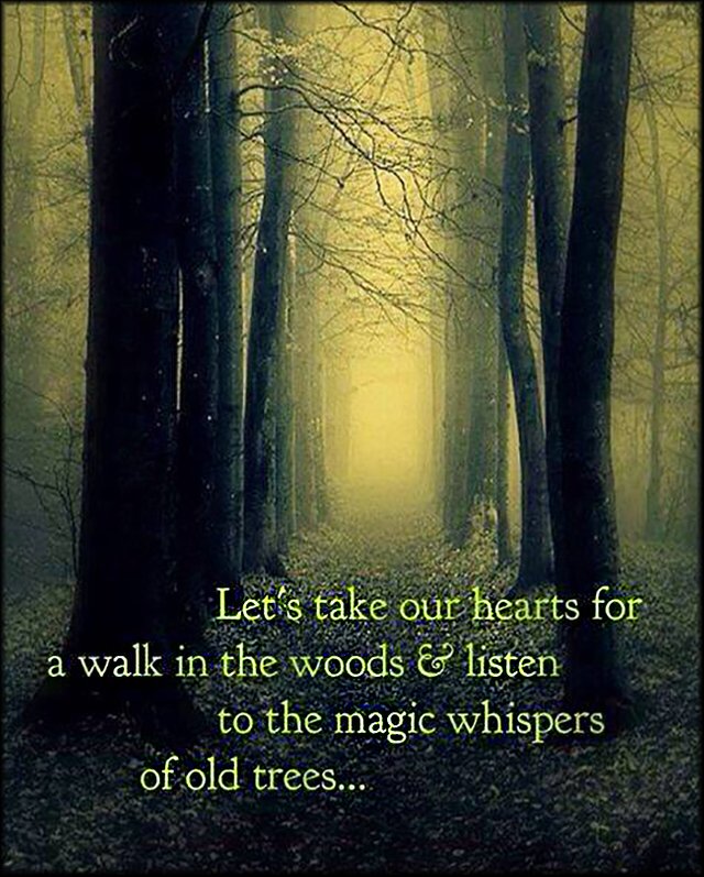 Let's take our hearts for a walk in the woods and listen to the magic whispers of old trees.jpg