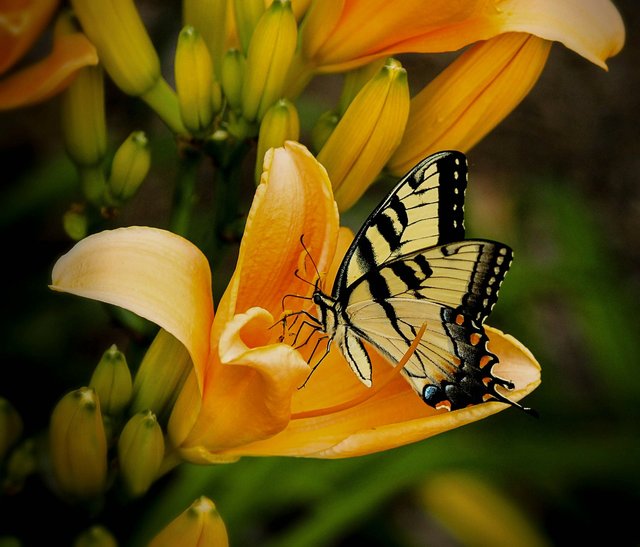 butterfly-144053_1280.jpg