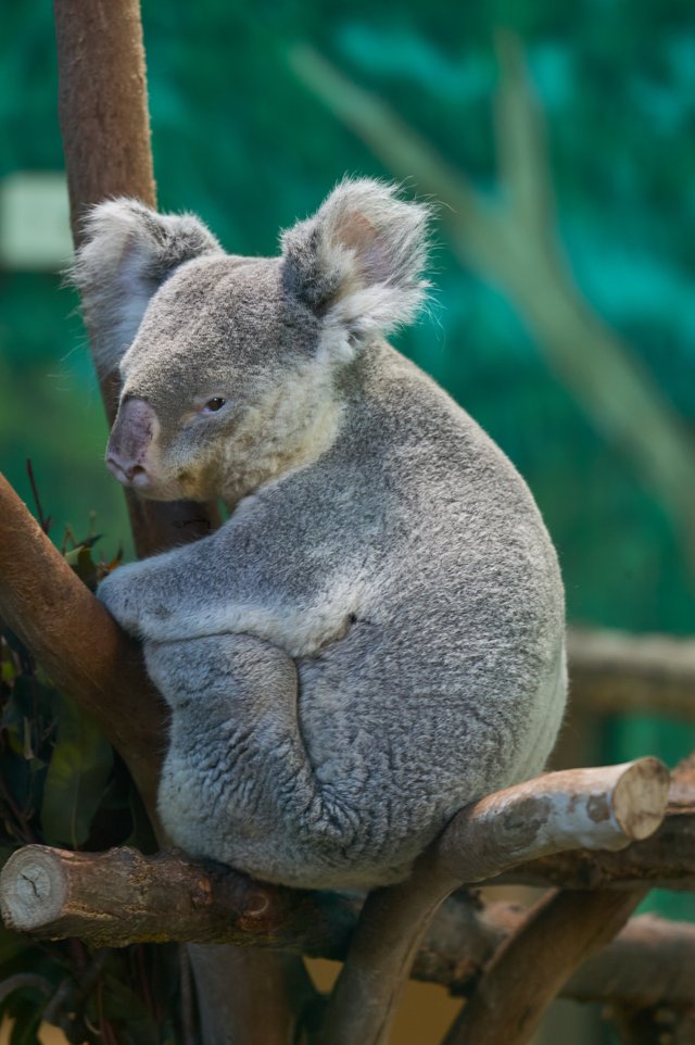 Koala 011.jpg