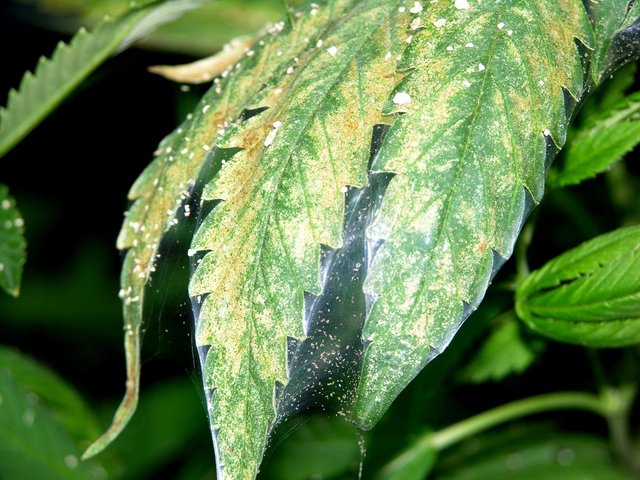 spider-mite-marijuana-webbing-leaf.jpg