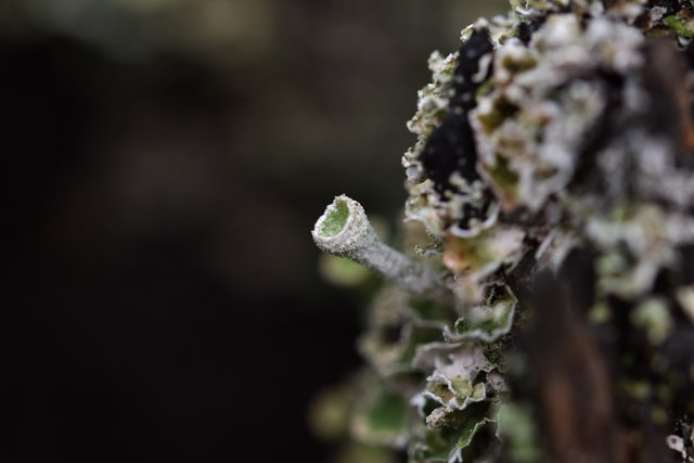 lichen cup macro 2.jpg