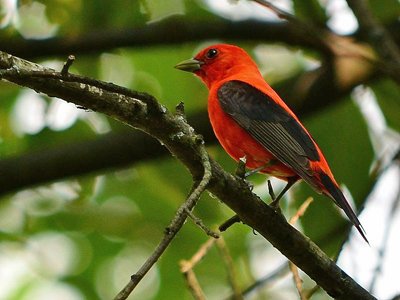 Scarlet_Tanager_crop (7467759484).jpg