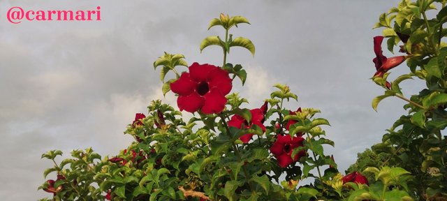 FotoGrid_20250626_140349189.jpg