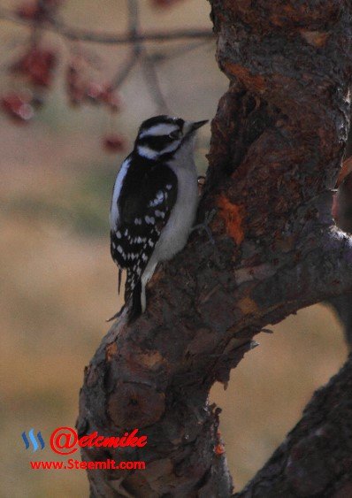 Downy Woodpecker PFW89.jpg