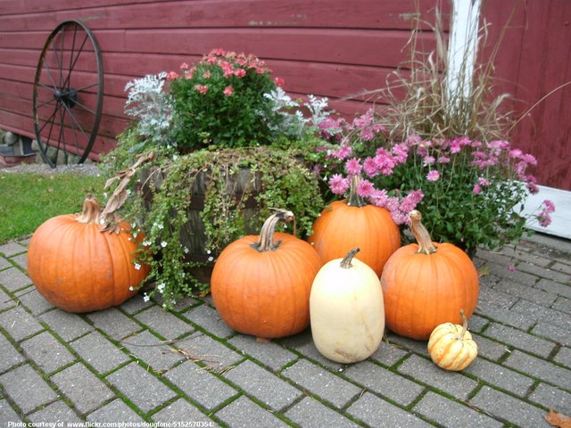 PumpkinsAndFlowers-001-102818.jpg