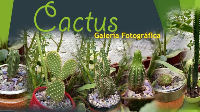 Cactus galeria de fotos .jpg