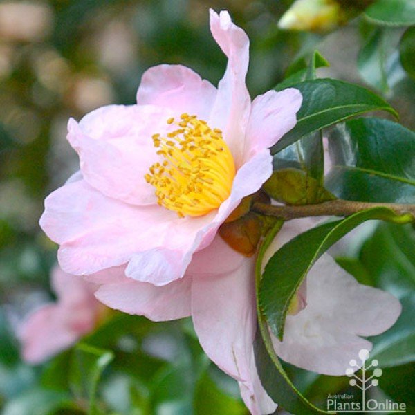 camellia-sasanqua-exquisite-flower.jpg