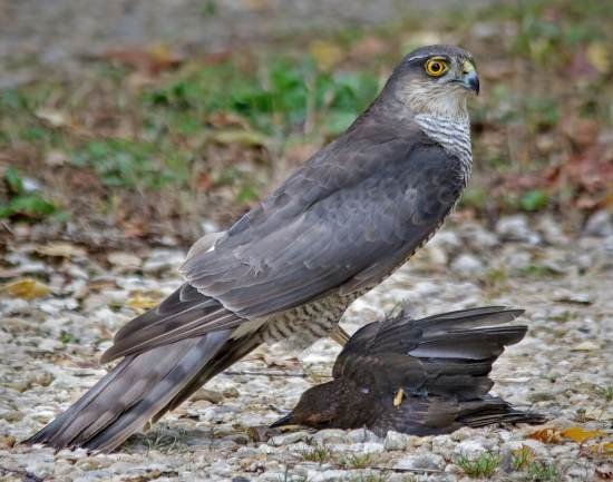 Sparrowhawk3.jpg