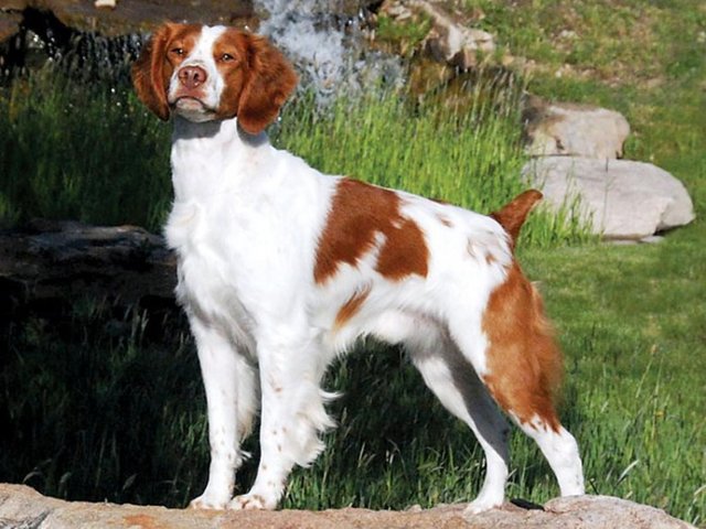 1623990822_1307_Brittany Dog.jpg