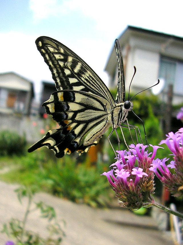 800px-Butterfly_macro_shot.jpg