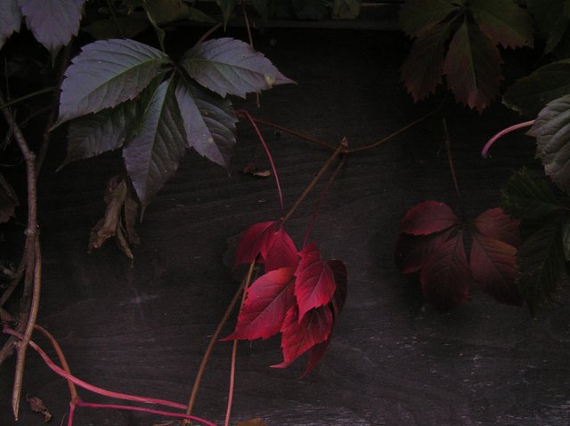 PICT0040_cr1.jpg