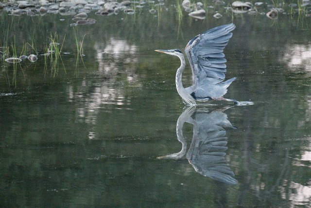 MikeBryantPhotography-BlueHeronTakesFlight4.jpg