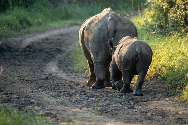 rhinoceros-9558888_1920.jpg