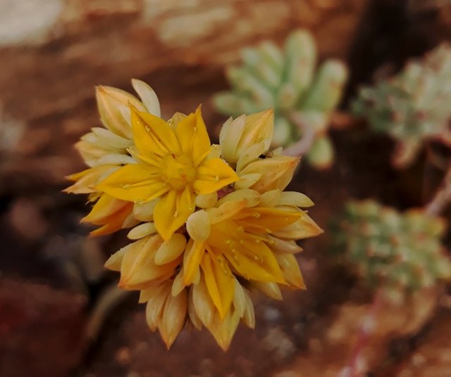 sedeveria flowers.jpg