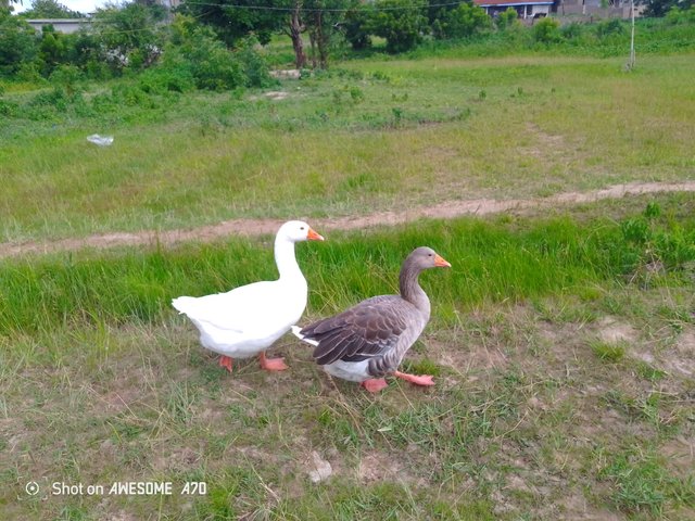 IMG_20250717_164021_039.jpg