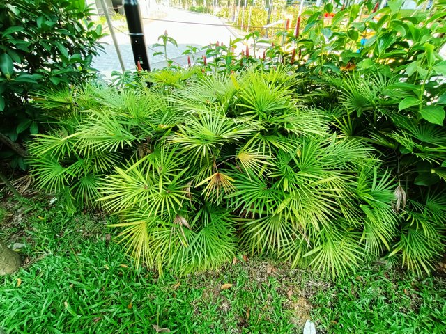 9 Trachycarpus fortunei.jpg